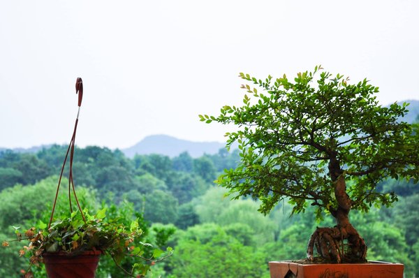 Créer votre oasis de tranquillité avec un jardin zen miniature