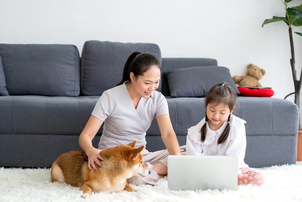 Comment faire une bonne socialisation du chien Shiba ?